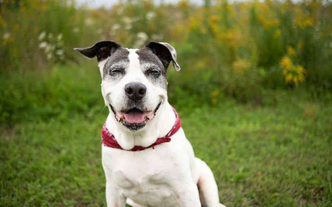 How to Take Care of an Elderly Pet: The Annandale, VA Guide