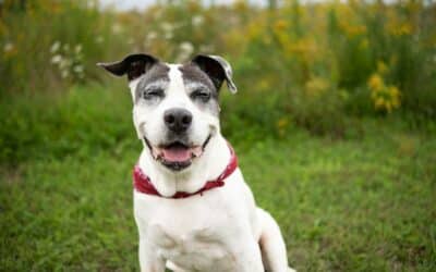 Dog Walker, Pet Sitter, Pet Taxi | Alexandria, Arlington, VA & Surrounding Areas 2 How to Take Care of an Elderly Pet: The Annandale, VA Guide