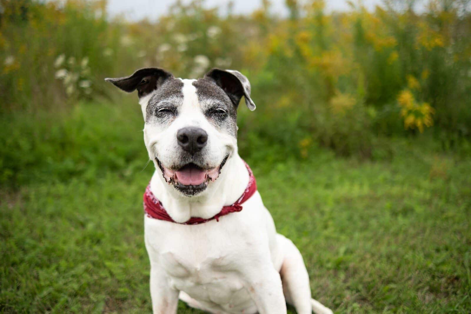 Photo by VetriScience Laboratories How to Take Care of an Elderly Pet