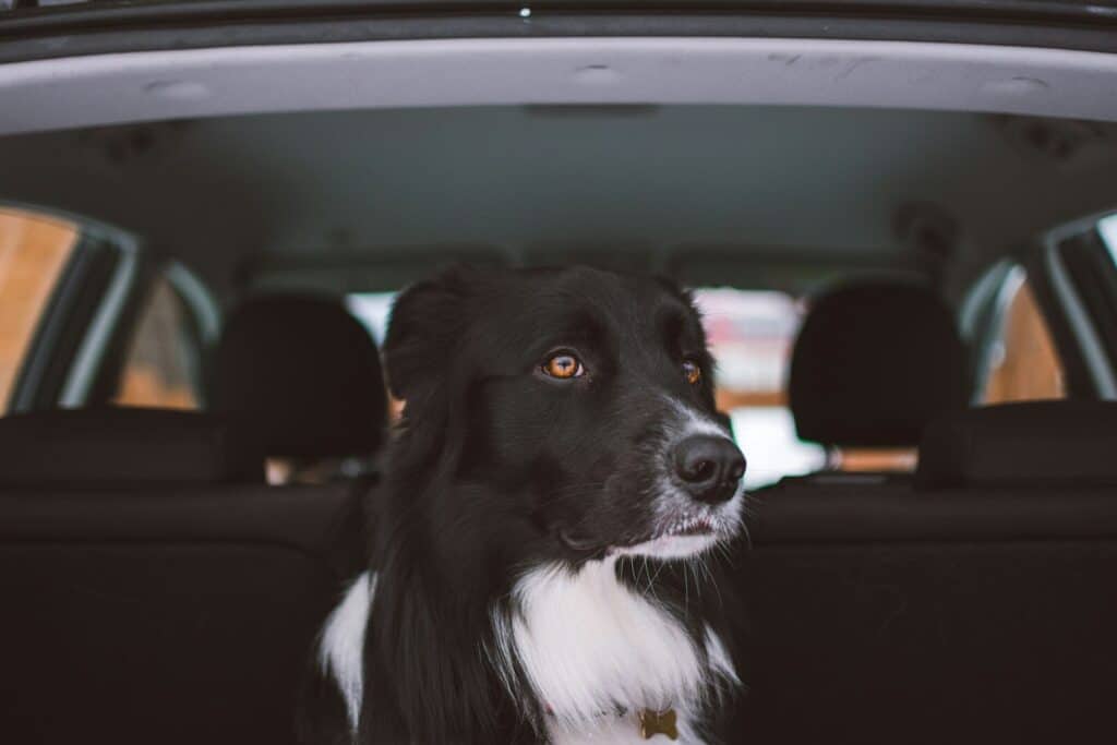 Pet Taxi in Oxon Hill, Maryland: The Complete Guide 1 adult black and white collie sitting at the back of car