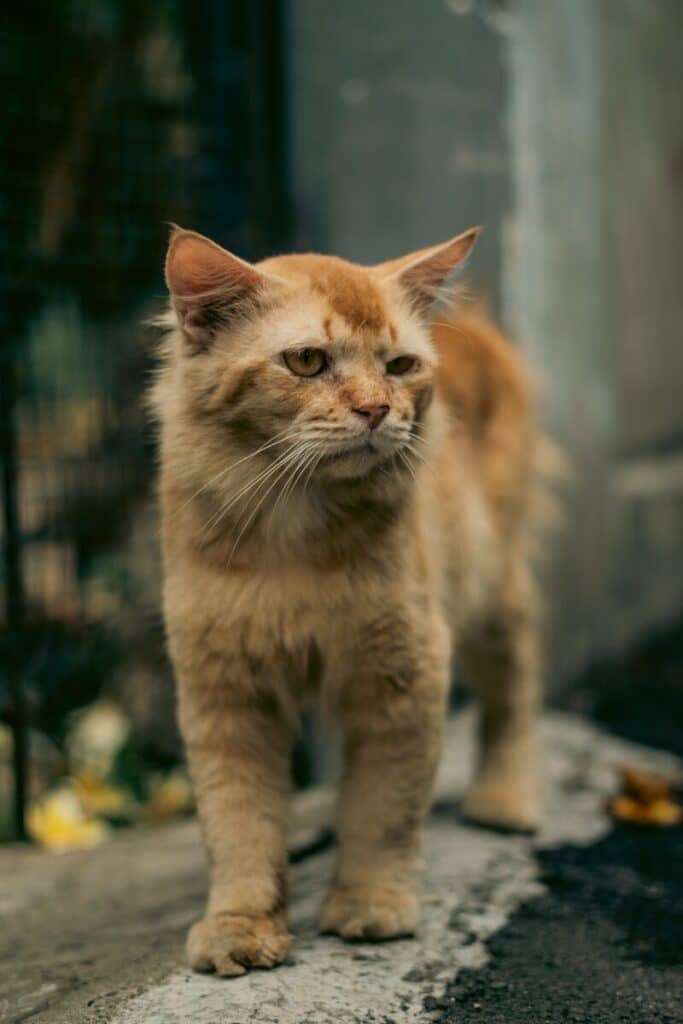 How to Take Care of an Elderly Pet: The Annandale, VA Guide 4 A cat standing on the side of a road