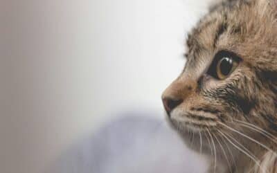 Dog Walker, Pet Sitter, Pet Taxi | Alexandria, Arlington, VA & Surrounding Areas 3 Cat Sitting vs. Cat Boarding in Lorton, Virginia: Which Is Better for Your Cat?