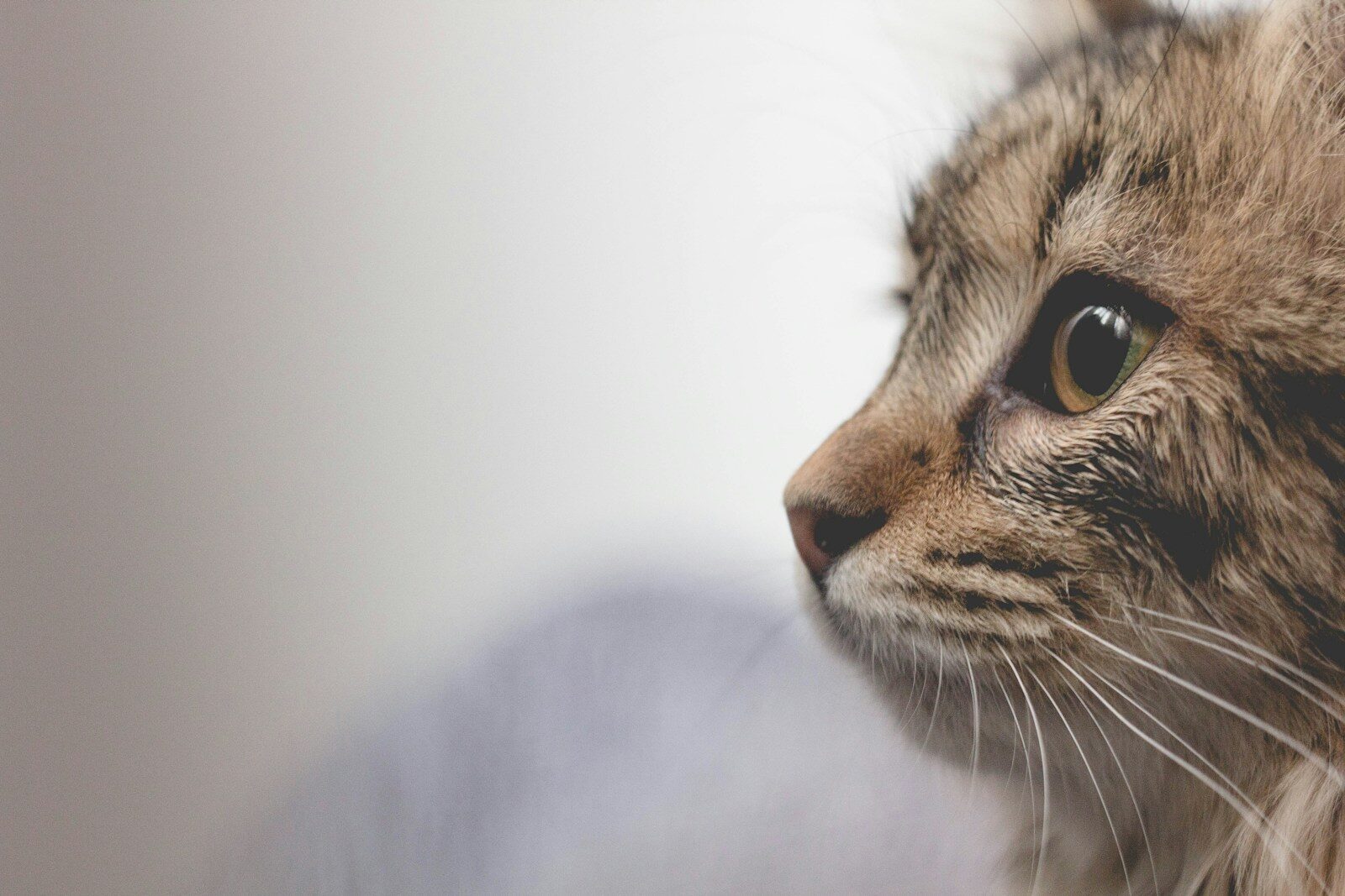 cat sitting