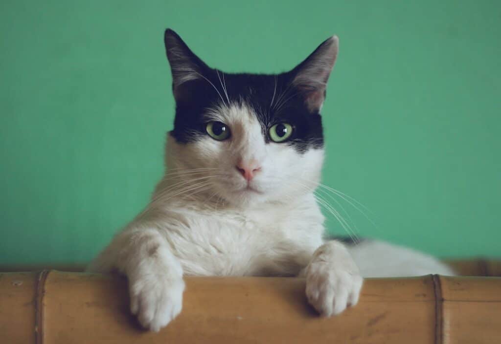 What Is Cat Boarding?