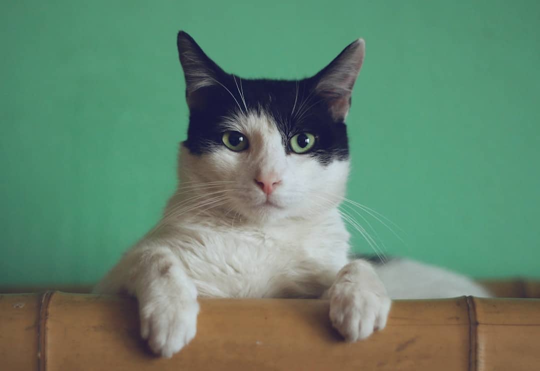 What Is Cat Boarding?