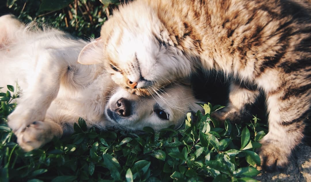 What Is the Meaning of Pet Care?