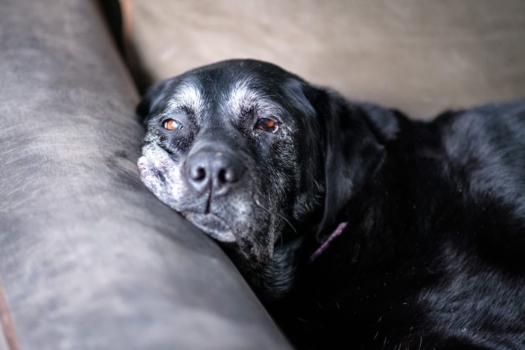 How to Take Care of an Elderly Pet: The Annandale, VA Guide 1 When Is a Dog Considered a Senior?