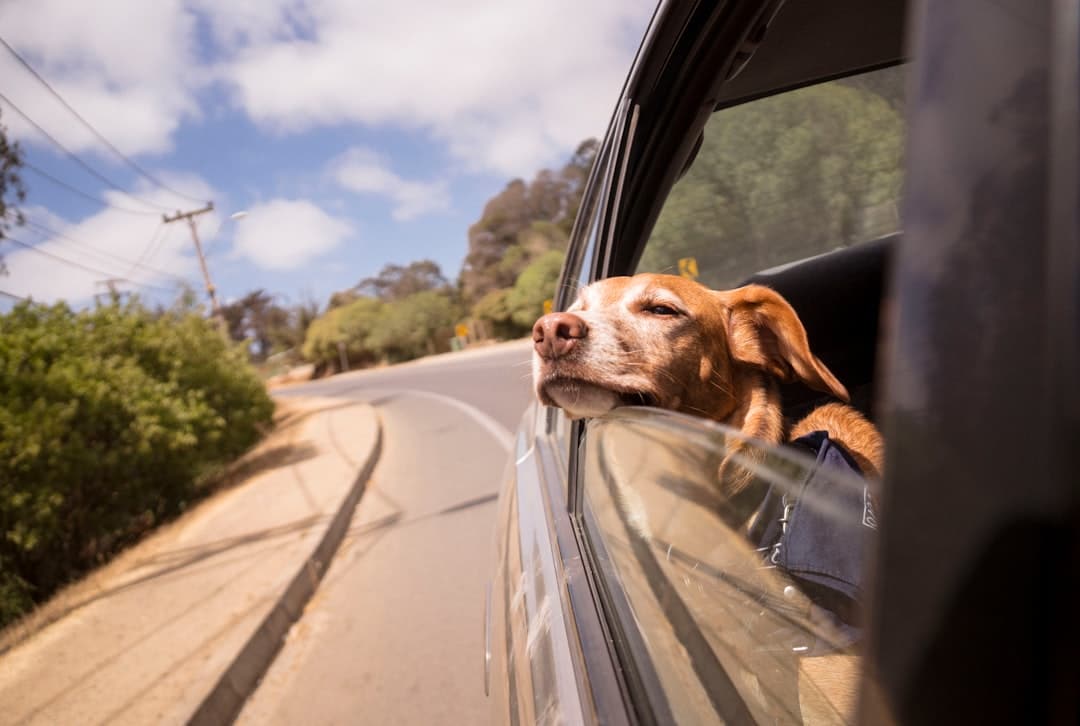 Pet Taxi in Oxon Hill, Maryland: The Complete Guide 2 Why More Pet Owners Are Choosing Professional Pet Taxi Services