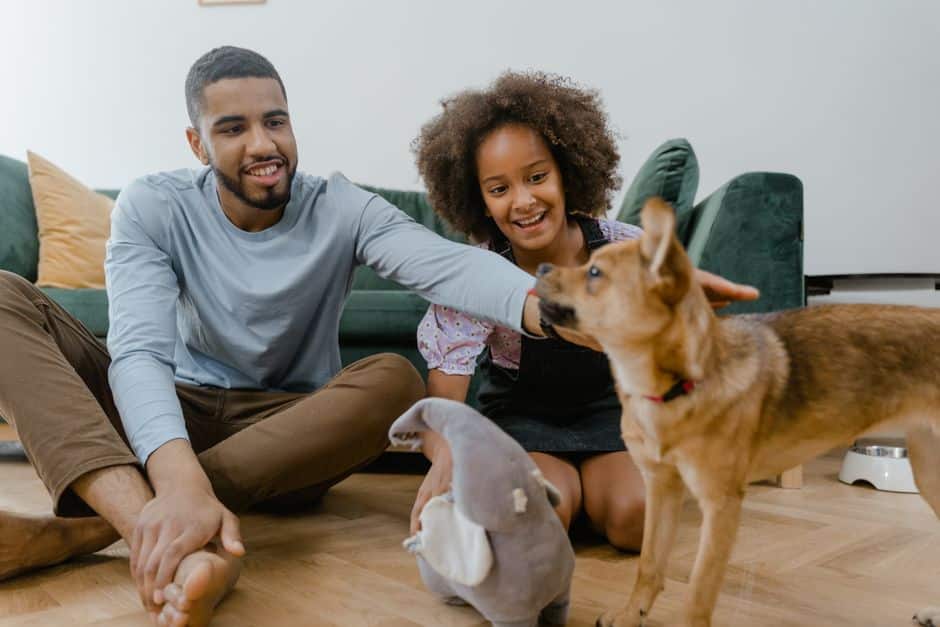 25-essential-pet-care-tips-for-alexandria-pet-parents 25 Essential Pet Care Tips for Alexandria Pet Parents