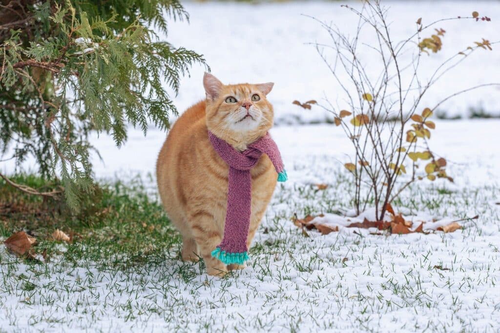 An orange cat wearing a purple scarf in the snow