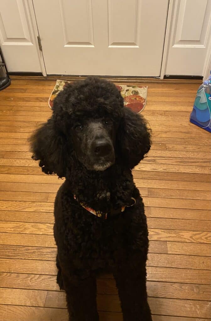 Winston