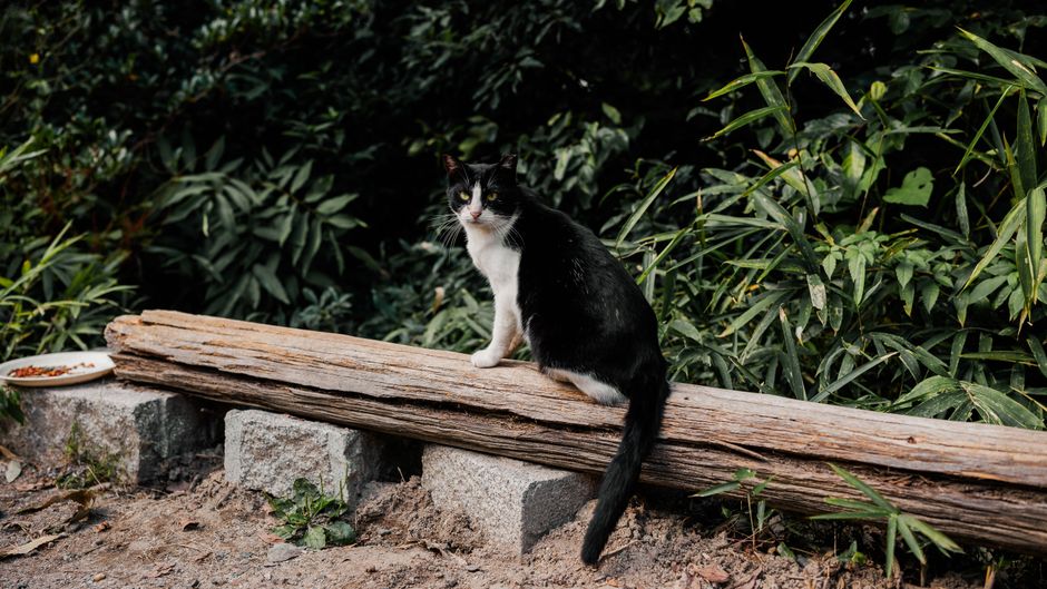 Cat Sitting Services: Finding the Right Cat Sitter in Alexandria