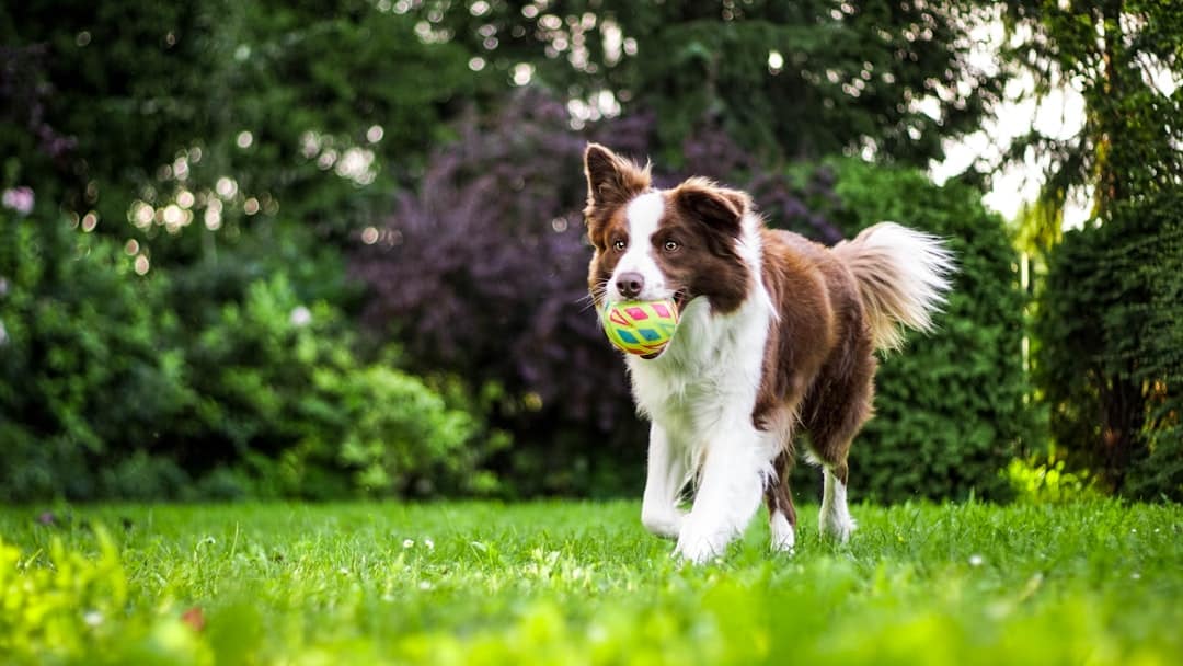 Consider Your Dog's Size, Breed, and Exercise Needs