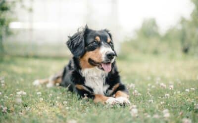 Dog Walker, Pet Sitter, Pet Taxi | Alexandria, Arlington, VA & Surrounding Areas 1 Why Choose Kate’s K9 for Dog Sitting Services in Brandywine, Maryland?