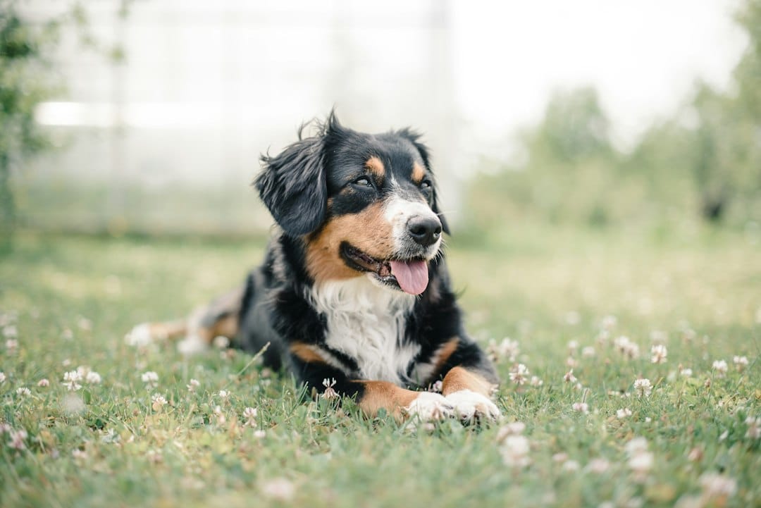 Dog Sitting Services: Why Large Dogs Need Personalized Pet Sitting