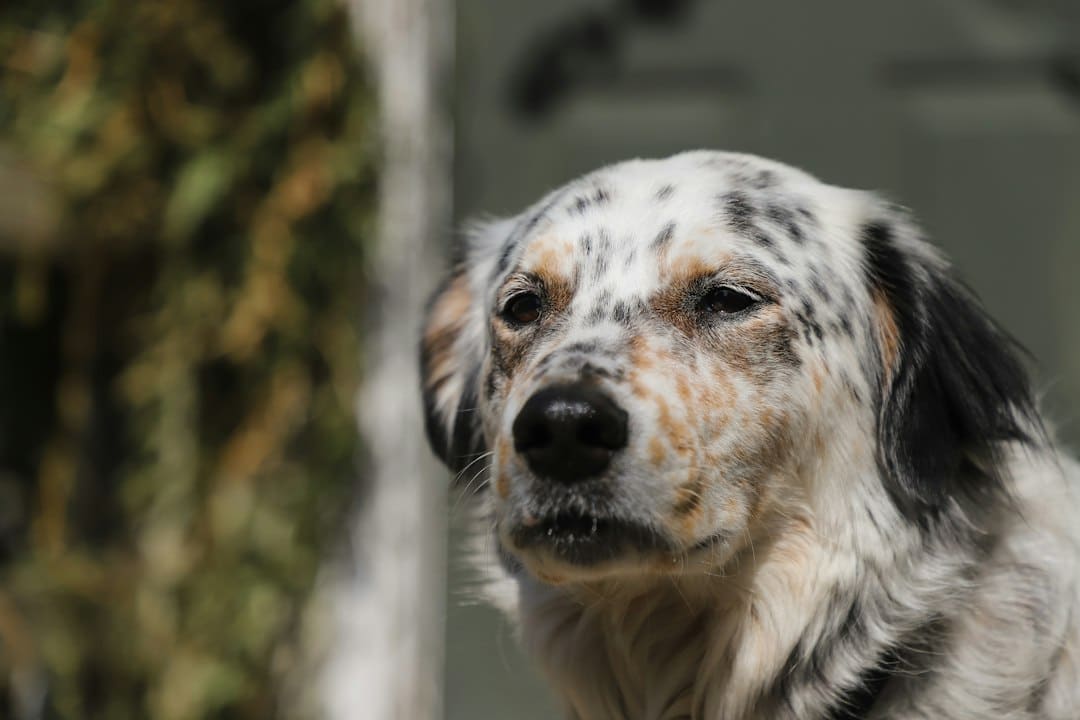 Dog Walking for Springfield Dogs