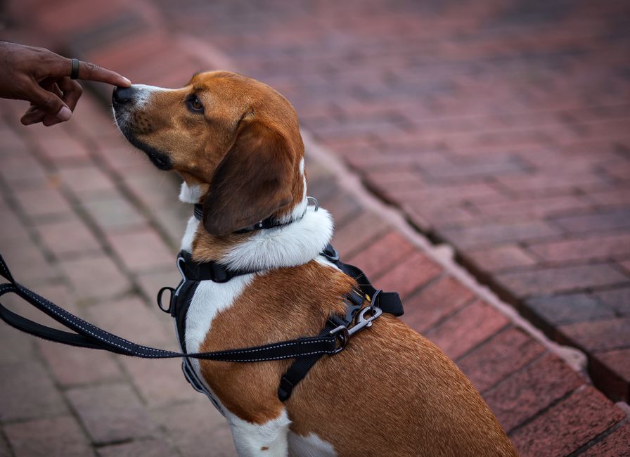 Pet Care Services in Fort Washington, Maryland: Dog Walking vs. Pet Sitting vs. Drop-In Visits 2 Dog Walking in Fort Washington, Maryland