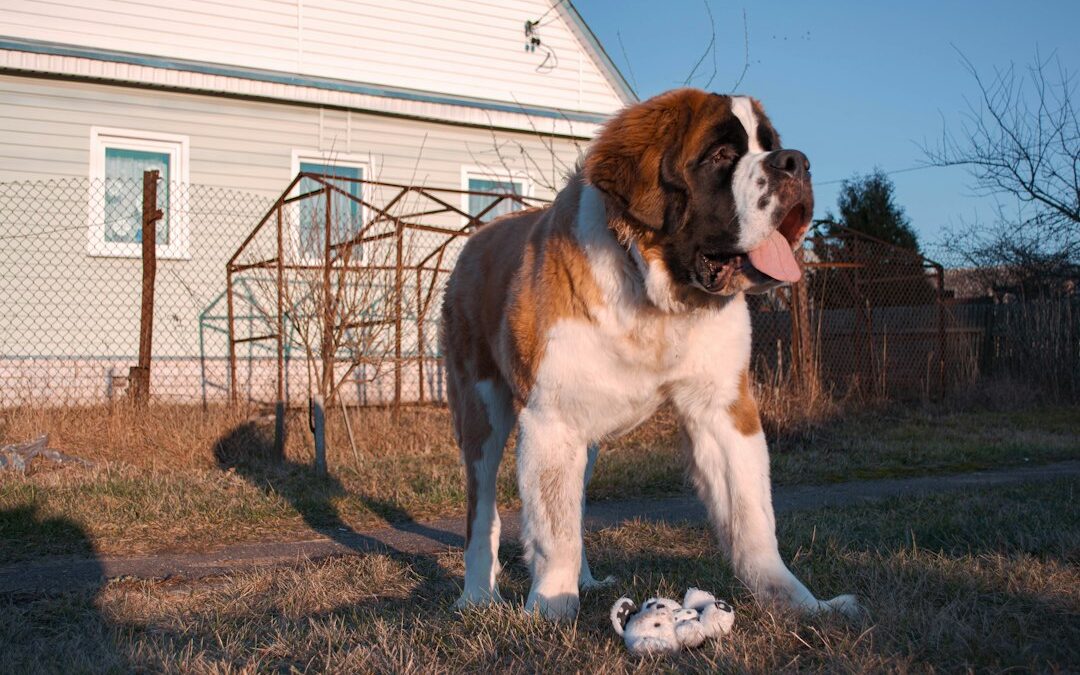 Why Pet Owners Choose Kate’s K9 for Dog Walking in Arlington, Virginia