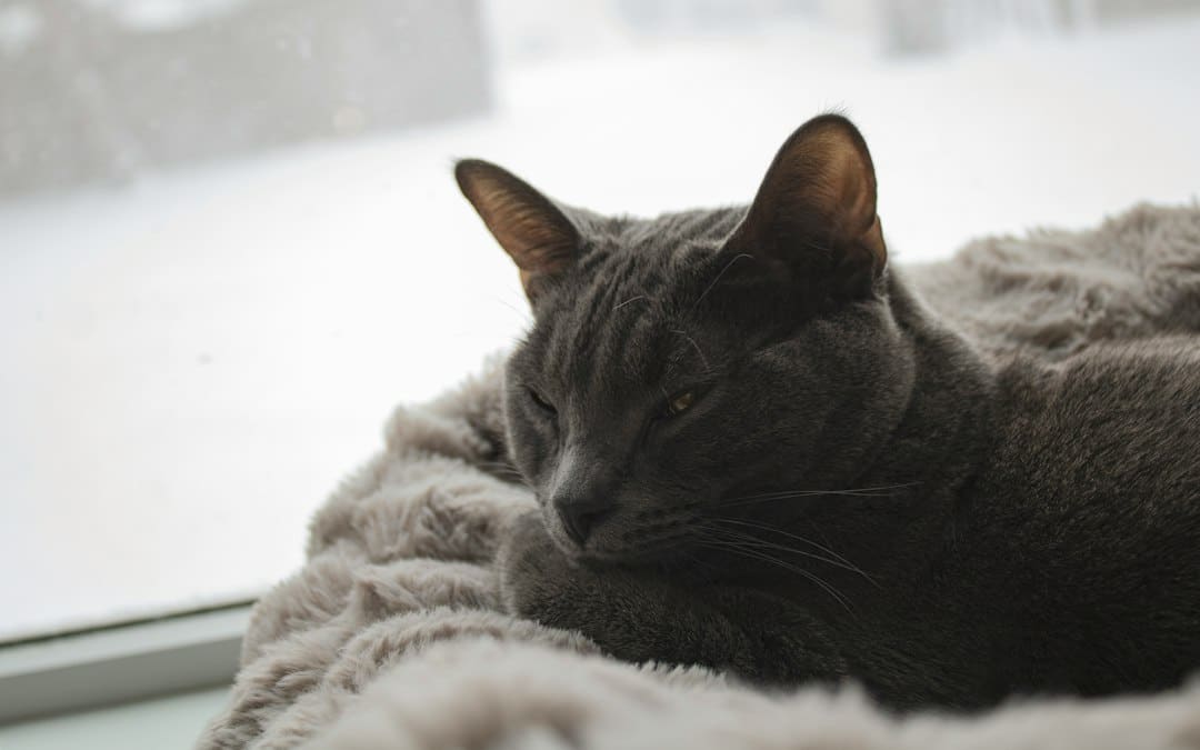Even indoor pets feel the effects of cold air and cold floors. Keep them cozy and safe with these tips: