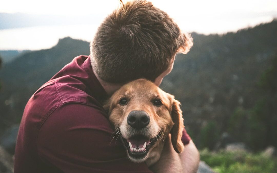 Looking for a Dog Sitter in Springfield, Virginia? Here’s Why Pet Owners Choose Kate’s K9