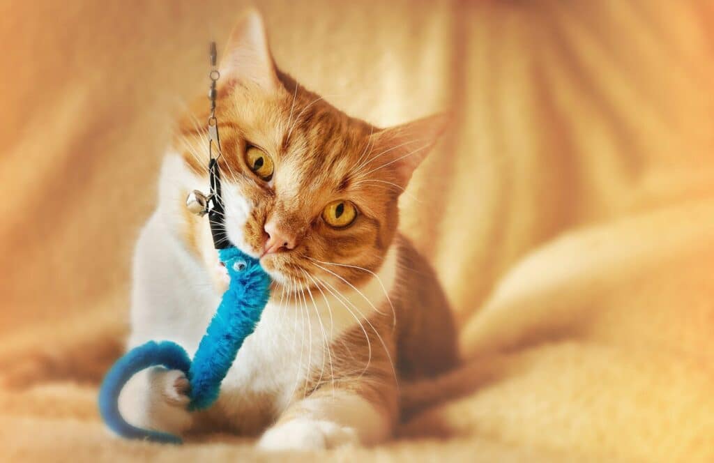 25 Essential Pet Care Tips for Alexandria, Virginia Pet Parents 3 orange tabby cat on white textile