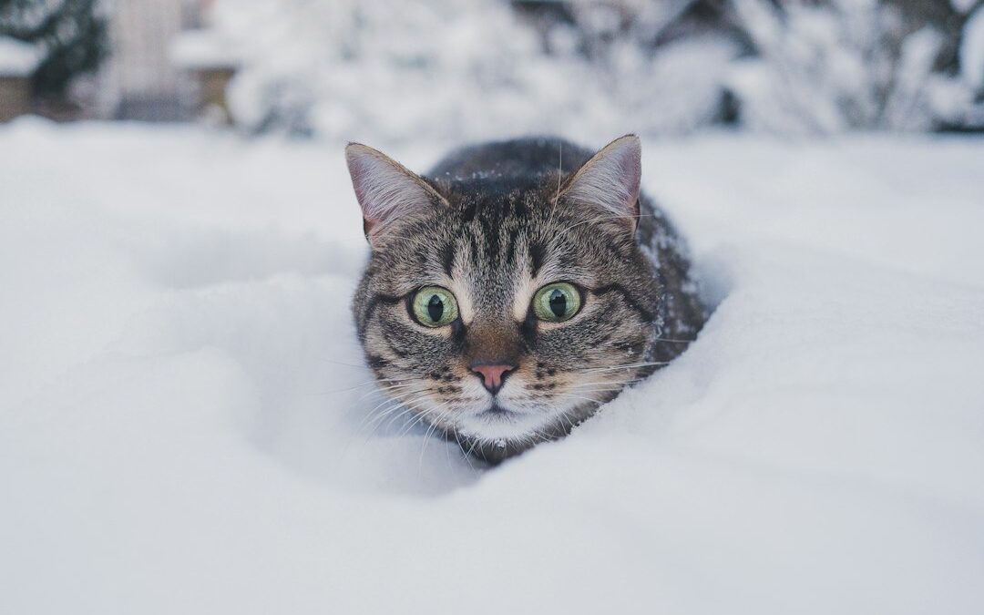 How to Care for a Pet in the Winter: The Ultimate Arlington, Virginia Checklist