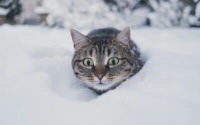 How to Care for a Pet in the Winter: The Ultimate Arlington, Virginia Checklist