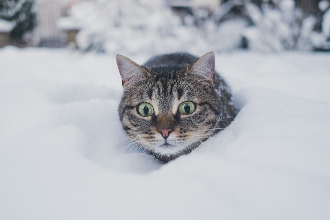 How to care for a pet in the winter: Winter Pet Care Starts With a Little Preparation