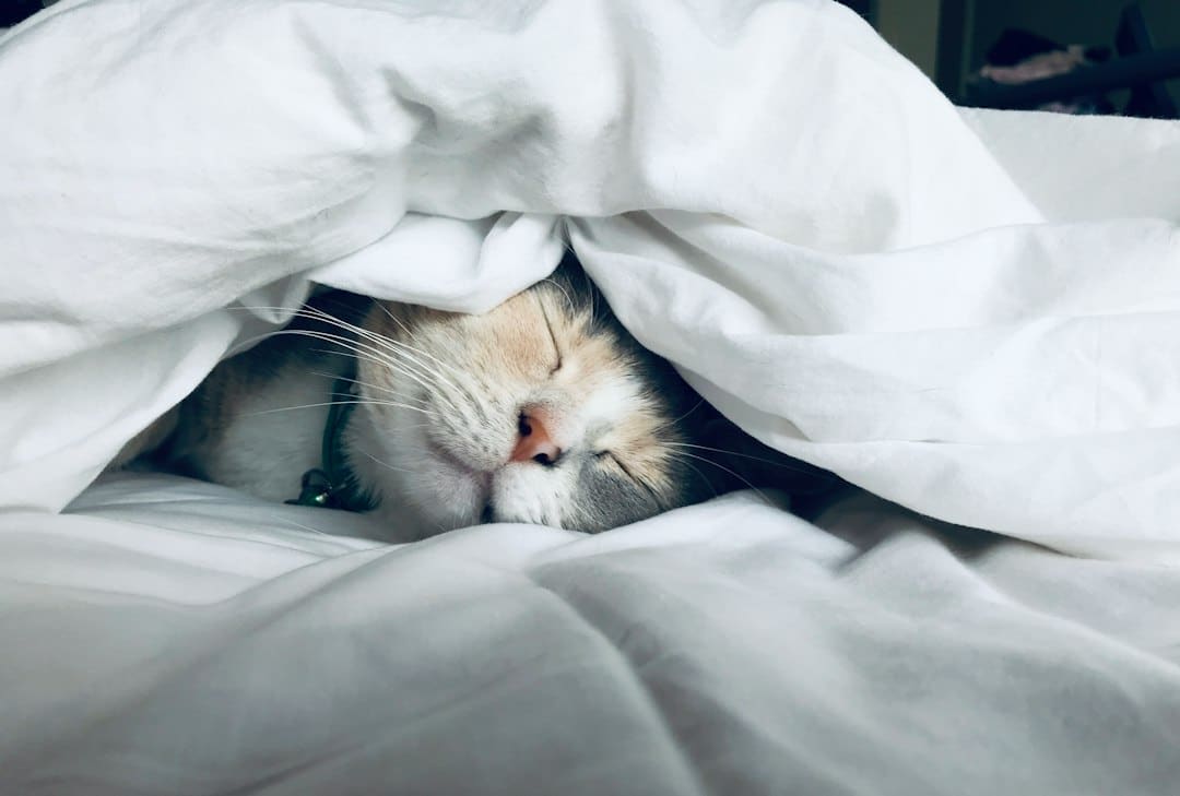 Why Choose Kate’s K9 for Cat Sitting in National Harbor, Maryland? 2 In-Home Care Maintains Your Cat's Regular Routine