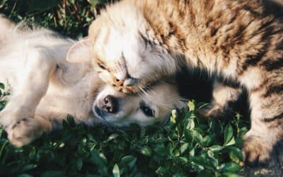 Pet Sitting Services in Waldorf, Maryland: Why Kate’s K9 Is a Trusted In-Home Care Option