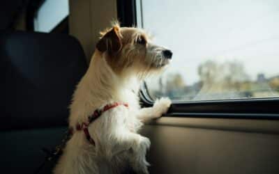 Pet Sitting in Fort Washington, Maryland: How Kate’s K9 Makes Travel Less Stressful