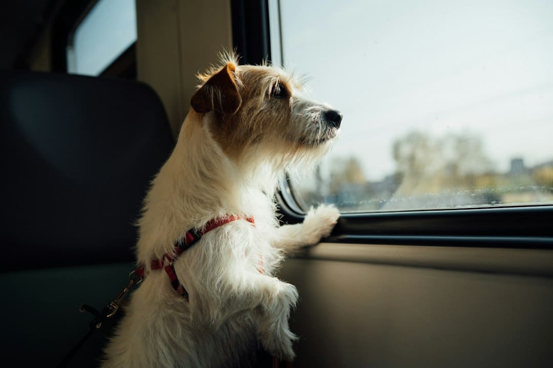 pet-sitting-traveling-shouldn-t-mean-worrying-about-your-pet Pet Sitting: Traveling Shouldn't Mean Worrying About Your Pet