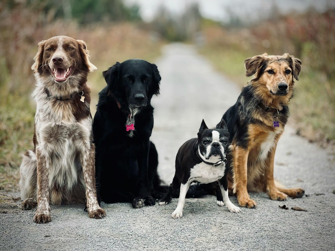 Questions to Ask Before You Hire a Dog Sitter