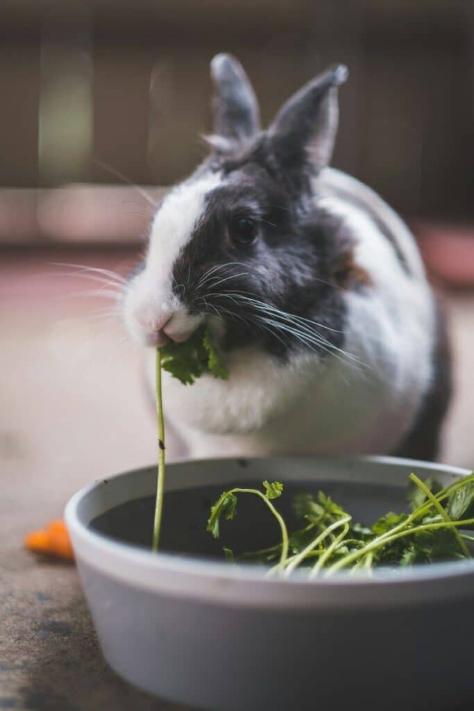 25 Essential Pet Care Tips for Alexandria, Virginia Pet Parents 1 white and brown rabbit on white ceramic bowl