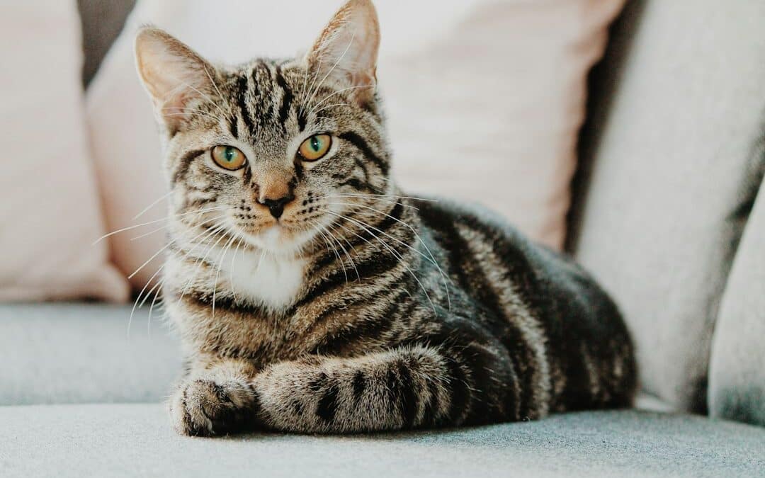 Why Choose Kate’s K9 for Cat Sitting in National Harbor, Maryland?