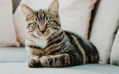 Why Choose Kate’s K9 for Cat Sitting in National Harbor, Maryland?