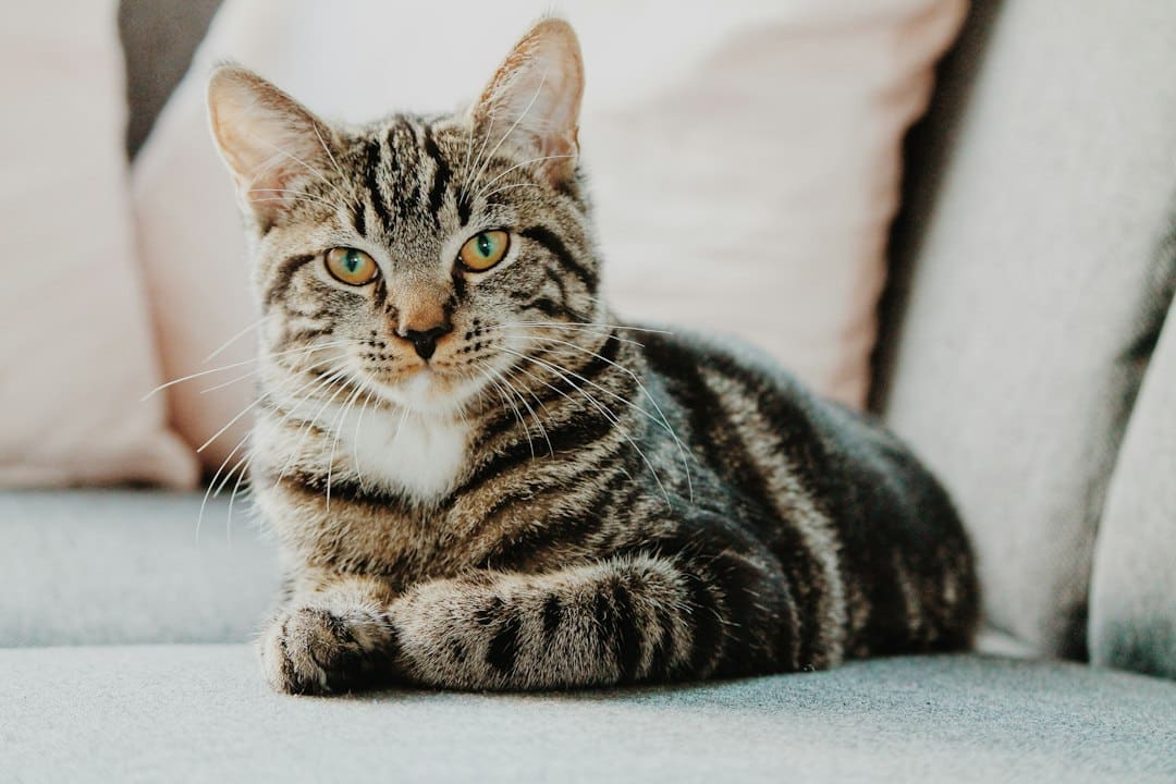 reliable-cat-sitting-for-national-harbor-cat-owners Reliable Cat Sitting for National Harbor Cat Owners
