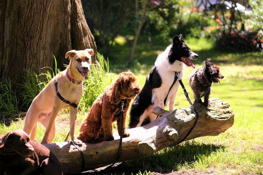 Types of Dog Sitting Services