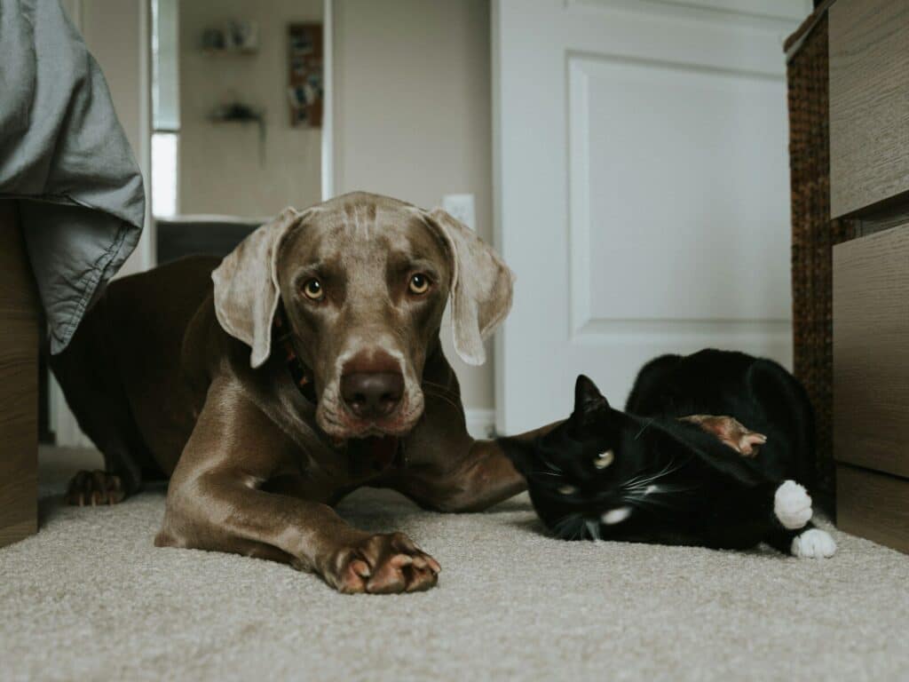 Pet Care Services in Fort Washington, Maryland: Dog Walking vs. Pet Sitting vs. Drop-In Visits 1 gray short coated dog lying on floor
