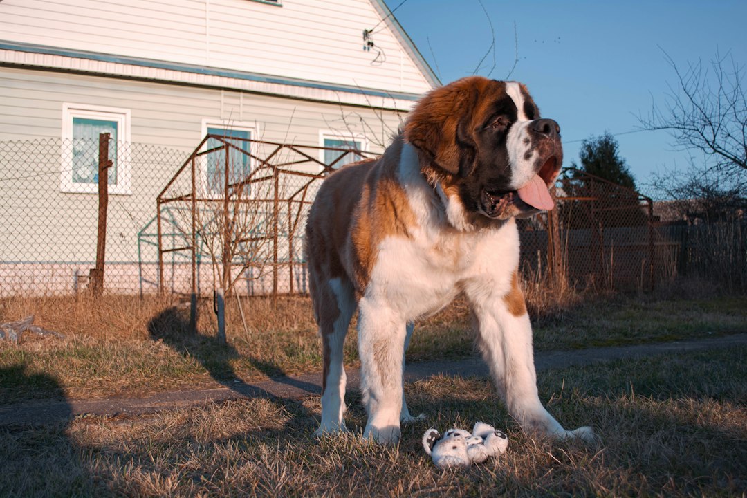 What Is Classified as a Big Dog?