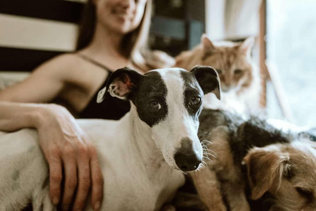 What Is Pet Boarding?