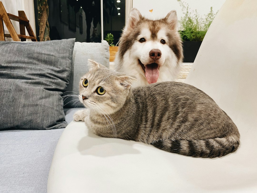 Pet Sitting in Fort Washington, Maryland: How Kate’s K9 Makes Travel Less Stressful 2 What Is the Difference Between Pet Sitting and Pet Boarding?
