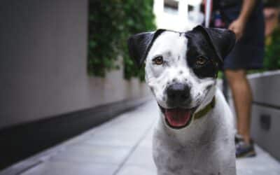 Looking for a Dog Walker in Annandale, Virginia? Why Kate’s K9 Stands Out