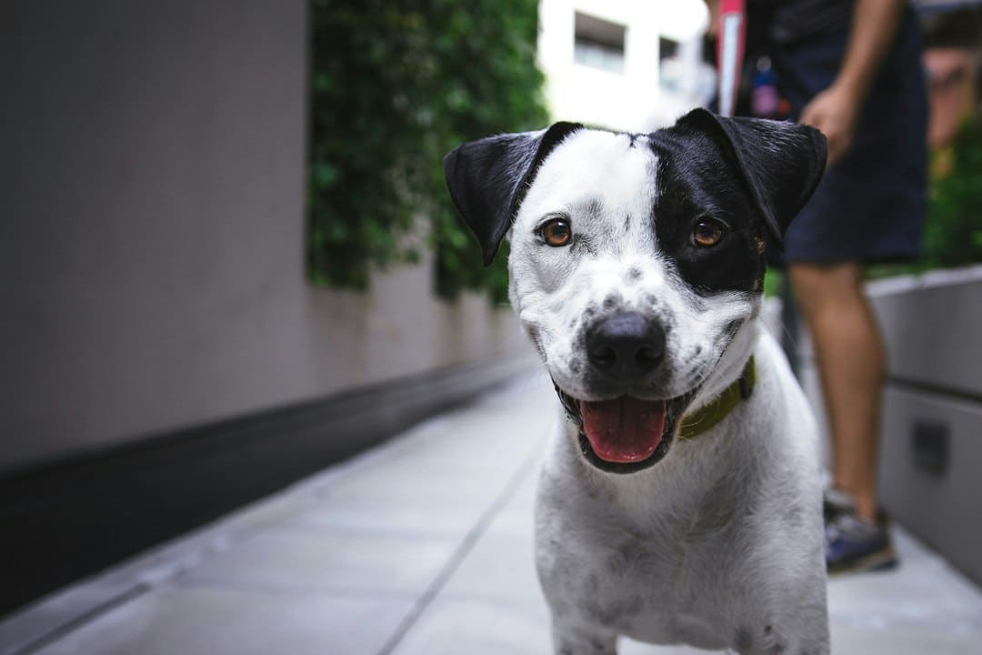 What Should I Look for in a Dog Sitter?
