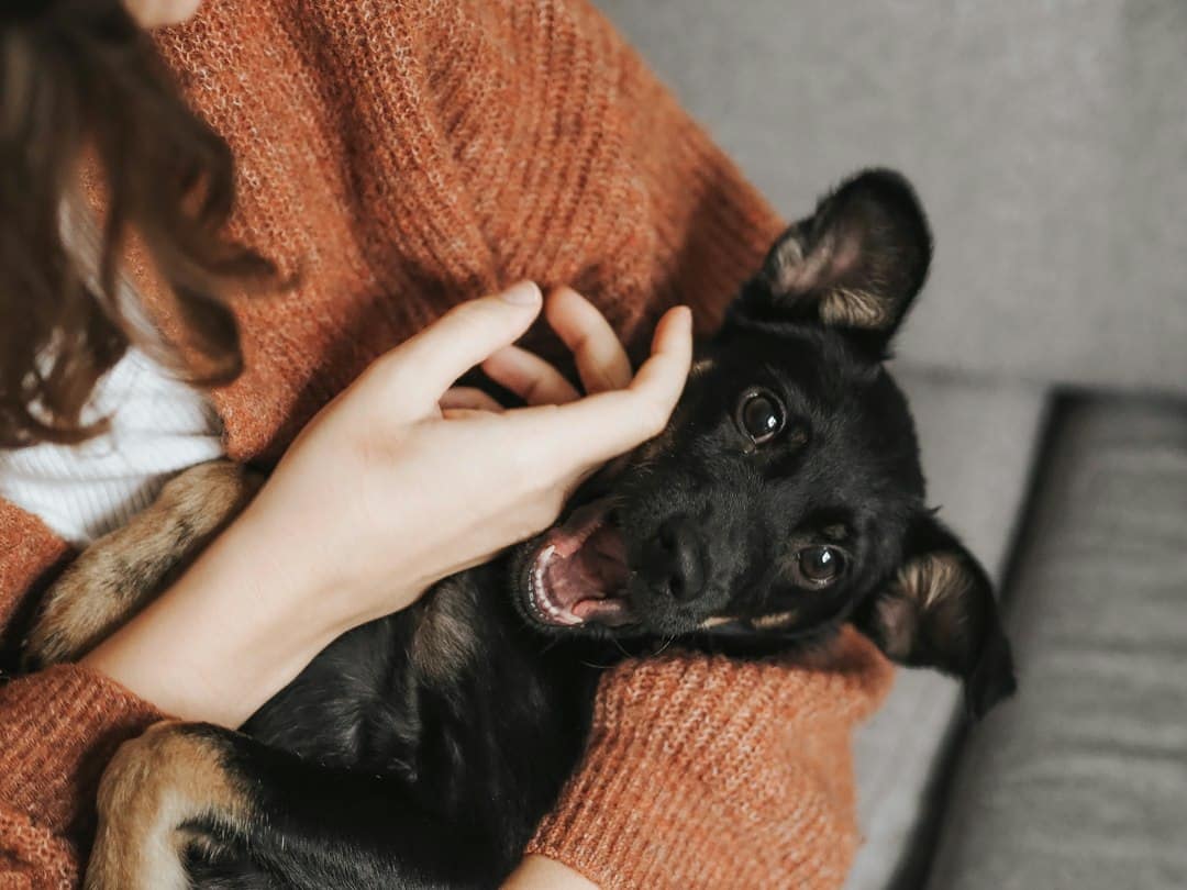What to Look for in a Qualified Pet Sitter