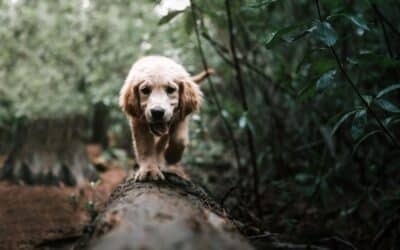 Why Choose Kate’s K9 for Dog Walking Services in Kingstowne, Virginia?