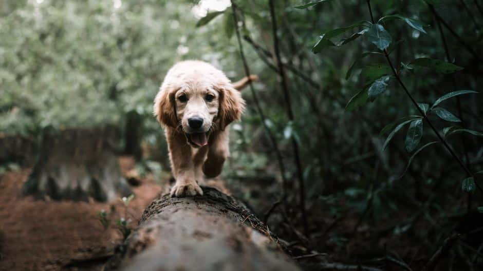 Why Choose Kate’s K9 for Dog Walking Services?