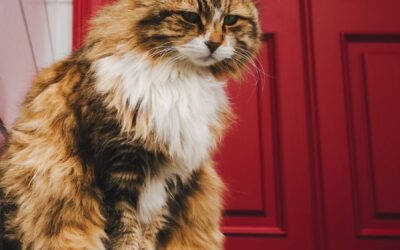 Cat Sitting Services: How Professional Care Helps Your Cat Feel Safe While You’re Away