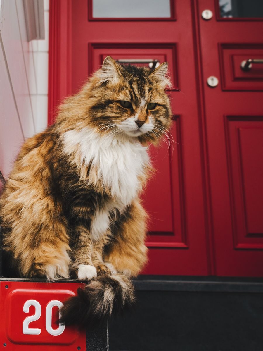 cat sitting services