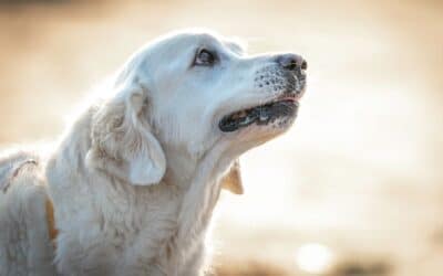 Senior Dog Care: How to Keep Your Aging Dog Comfortable, Active, and Happy